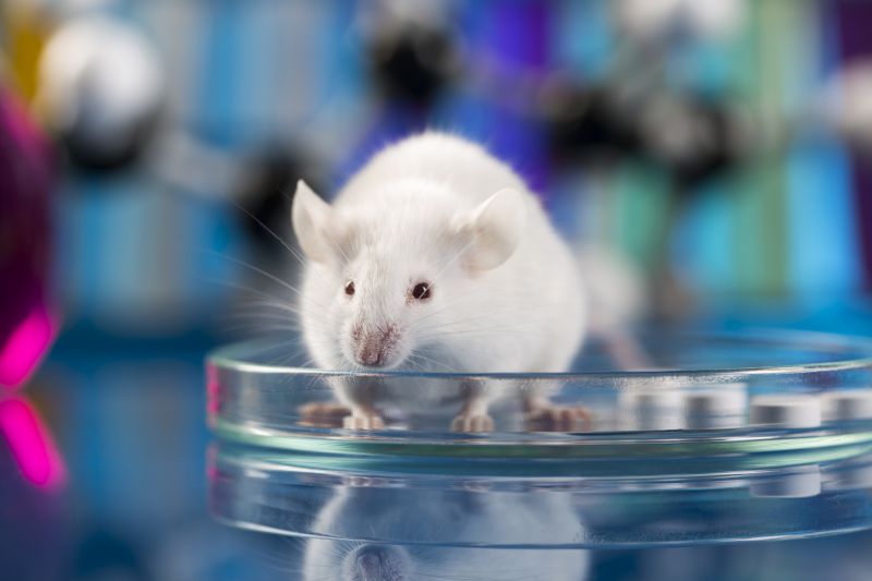 Enzyme Experiment in Mice Has Reversed Their Alzheimer’s