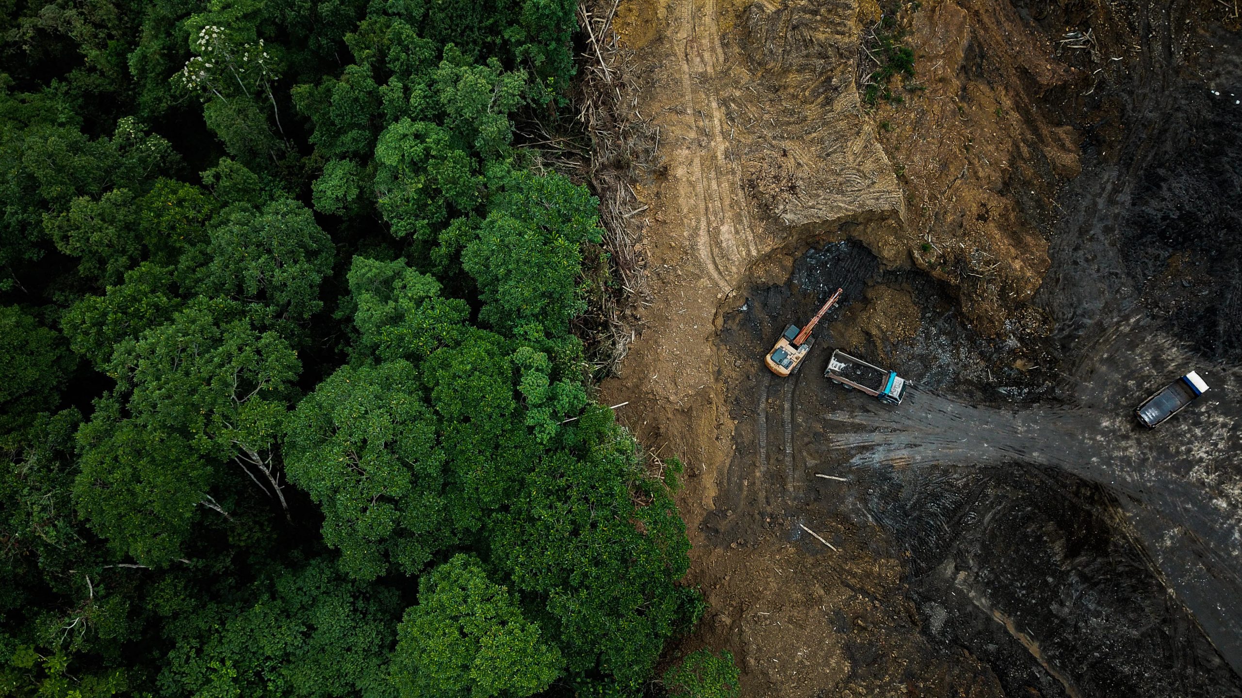 The Planet’s Flora Are at Risk